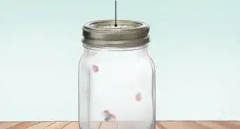 Take Care of a Ladybug