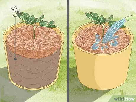 Image titled Grow Figs in Pots Step 8