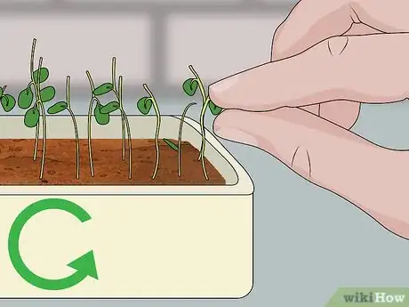 Image titled Harvest American Cress Step 10