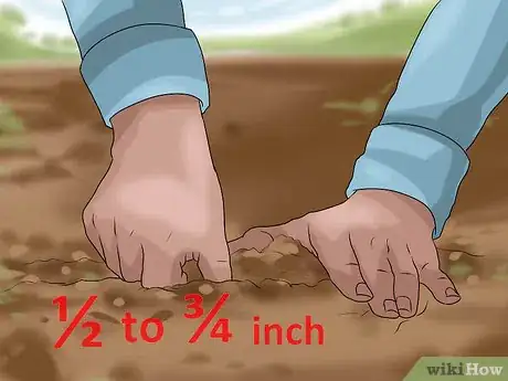 Image titled Grow Chard Step 8