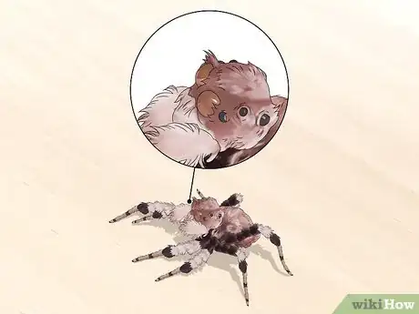 Image titled Identify a Portia Spider Step 6