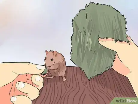 Image titled Feed Dwarf Hamsters Step 4