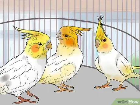 Image titled Keep Multiple Cockatiels Step 5