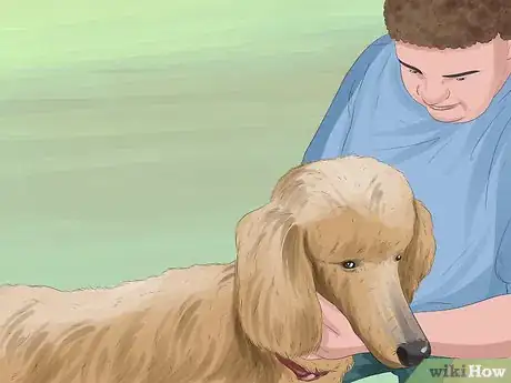 Image titled Select a Toy Poodle Step 14
