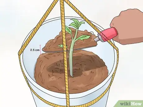 Image titled Grow Tomatoes Upside Down Step 17