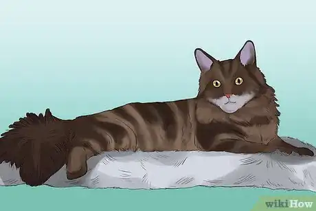 Image titled Take Photos of Adoptable Cats Step 2