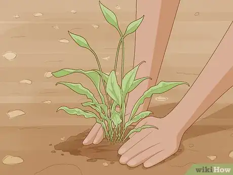 Image titled Plant a Woolworths Discovery Garden Step 20