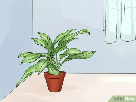 Image titled Grow Chinese Evergreens (Aglaonema) Step 8
