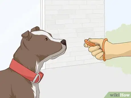 Image titled Get Your Dog Used to a Collar Step 5