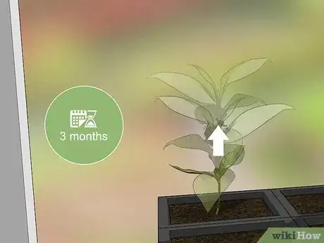 Image titled Grow Evergreen Trees Step 8