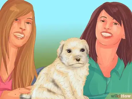 Image titled Choose a Lowchen Puppy Step 10