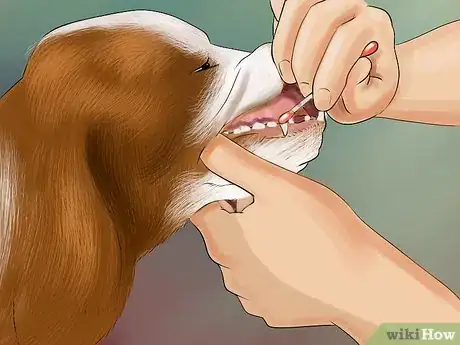 Image titled Identify a Welsh Springer Spaniel Step 13