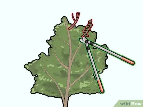 Image titled Prune Pecan Trees Step 8