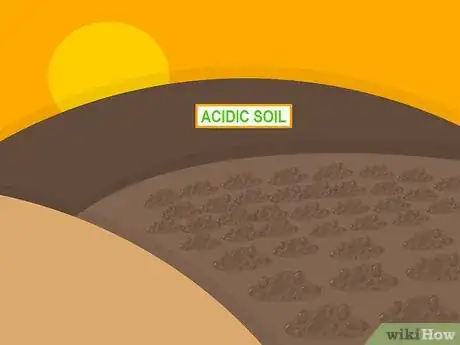 Image titled Grow Lupine Flowers Step 03