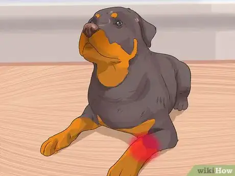 Image titled Diagnose Arthritis in Rottweilers Step 3