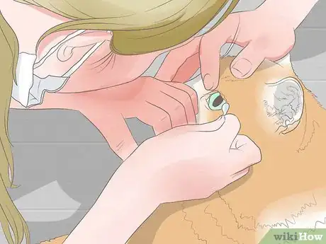 Image titled Diagnose Keratitis in Cats Step 3