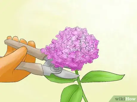 Image titled Prune Hydrangeas Step 2
