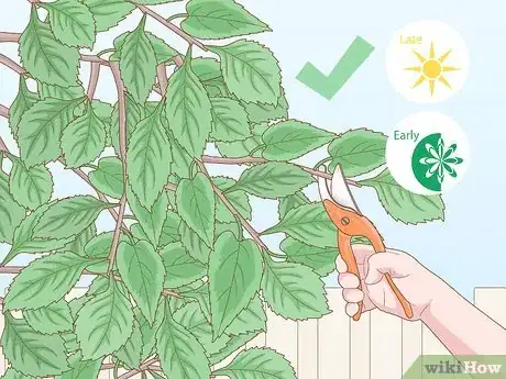 Image titled Trim Weeping Cherry Step 1