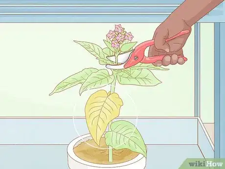 Image titled Grow Tobacco Inside Step 16