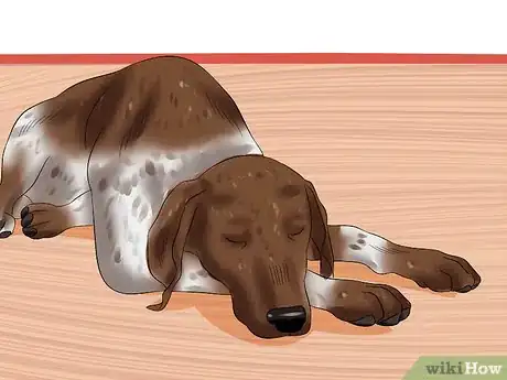 Image titled Diagnose Aortic Stenosis in German Shorthaired Pointers Step 3