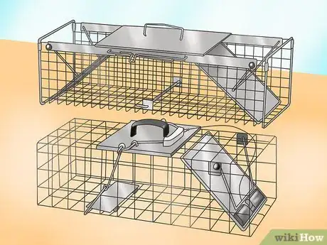 Image titled Trap Raccoons Step 1