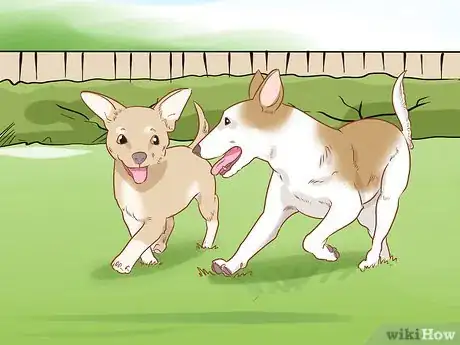 Image titled Prevent Your Chihuahua from Behaving Badly Step 14