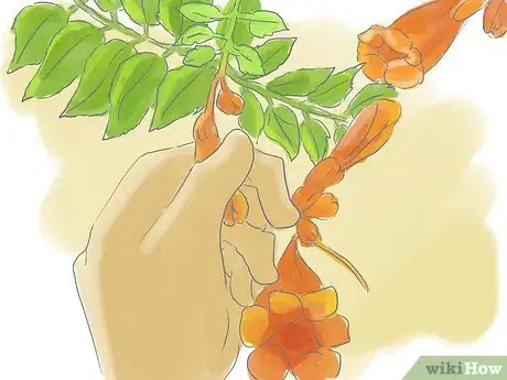 Image titled Prune a Trumpet Vine Step 4