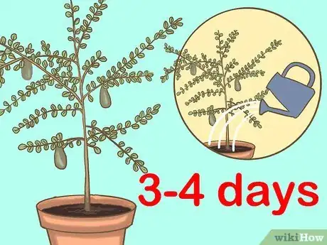 Image titled Grow Finger Limes Step 6