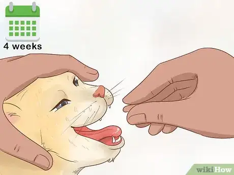 Image titled Diagnose and Treat Chlamydiosis in Cats Step 11