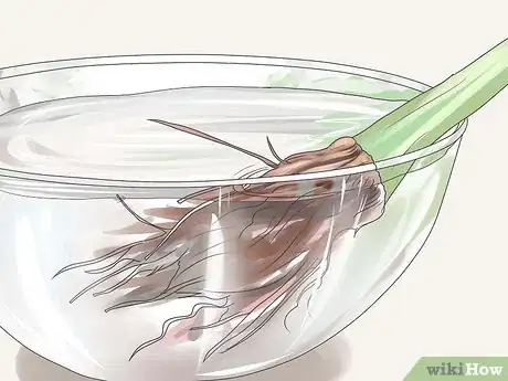 Image titled Care for Geraniums in Winter Step 14