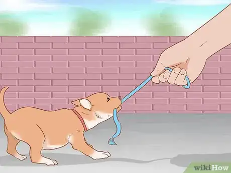 Image titled Prevent Your Chihuahua from Behaving Badly Step 11