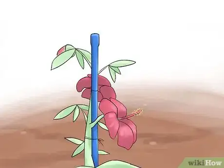 Image titled Grow Swamp Hibiscus Step 10