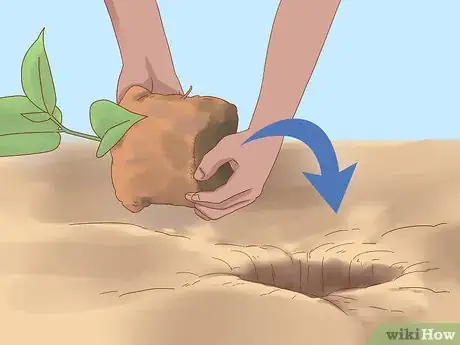 Image titled Plant Jackfruit Step 11