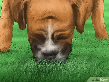 Image titled Avoid Poisoning Your Dog with Lawn Chemicals Step 10