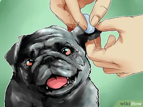 Image titled Groom Pugs Step 8