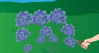 Grow Agapanthus