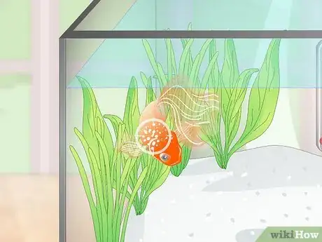 Image titled Prevent Fish From Getting Sick Step 15