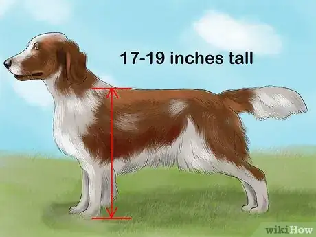 Image titled Identify a Welsh Springer Spaniel Step 2