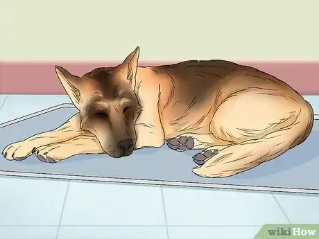 Image titled Tell if a Dog Is Pregnant Step 6