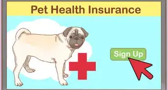 Treat a Dog for Snakebite in Australia