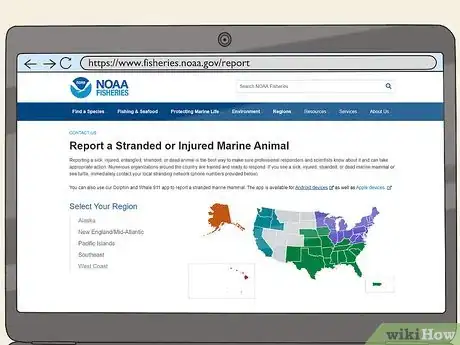 Image titled Save the Turtles Step 12