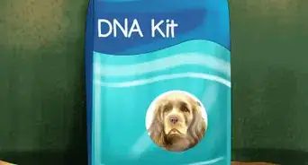 Identify a Sussex Spaniel