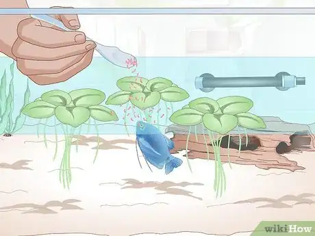 Image titled Breed Blue Gouramis Step 7