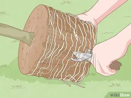 Image titled Plant a Pear Tree Step 8