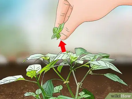 Image titled Grow Tomatillos Step 11