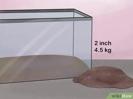 Image titled Care for a Seahorse Step 3