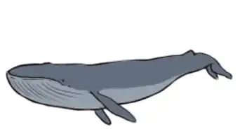 Draw a Blue Whale