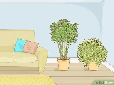 Image titled Buy Bamboo Step 4