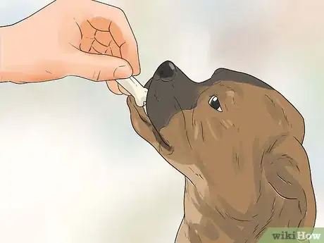 Image titled Rehabilitate an Overly Shy Dog Step 12