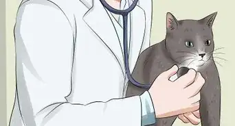 Protect Your Cat from Household Hazards